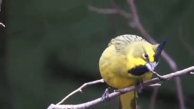 Самые красивые животные на планете: обзор удивительных созданий ч.11