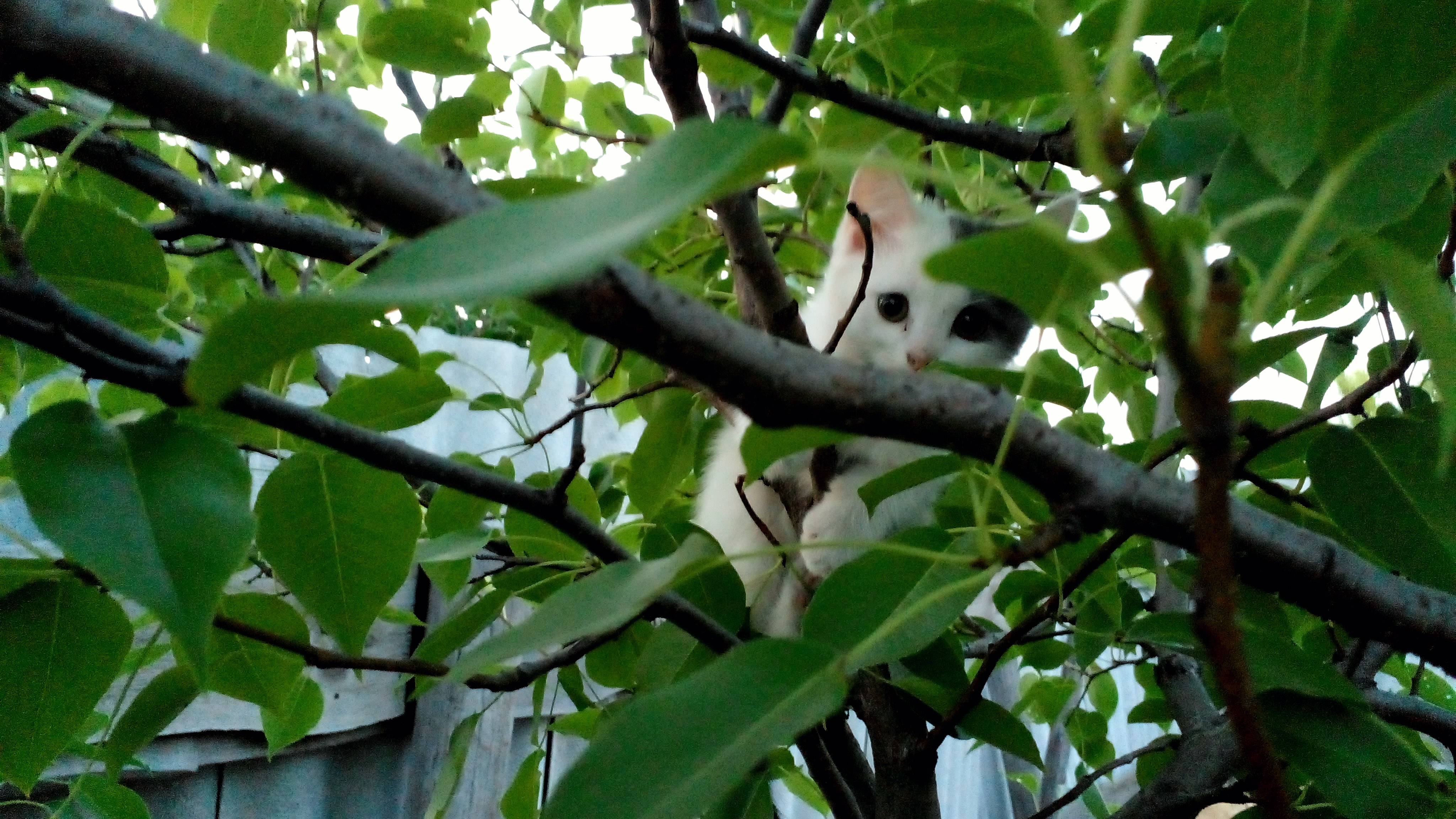 Котёнок Буся залез на грушу. Нашёл место для игр!