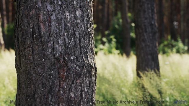 Природа, увиденная через призму тёмной энергии - технологии раскрывают тайны! - 20 Minute Meditation