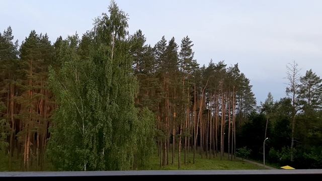 Утренние песни птиц