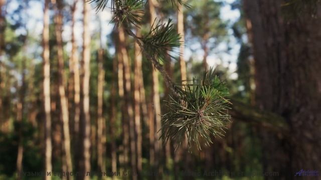 Закат, море и эта музыка - идеальный рецепт любви! - Melow (XXIX) -- opo -- Estudios Indigeniformes