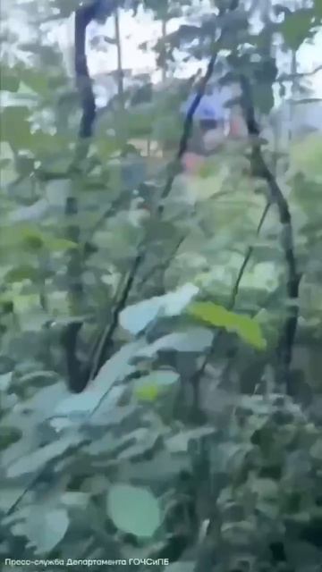 ‼️Пенсионер из Солнцево ушёл в лес за грибами и пропал — без телефона, без связи‼️