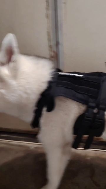 Нашивка для Джека 🤣