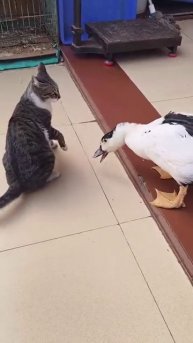 Битва котенка с пернатым