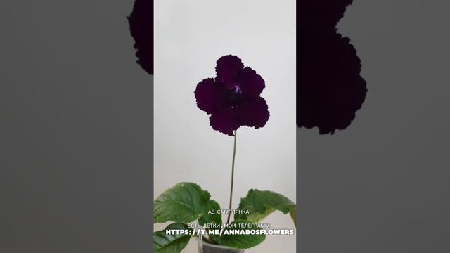 СТРЕПТОКАРПУС АБ СМУГЛЯНКА