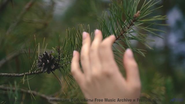 Душа замирает, когда музыка льётся на фоне лесов - Blossom -- Ketsa -- The Calling