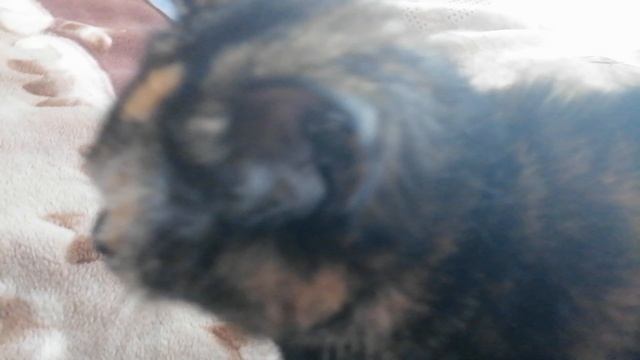 VID_20250615_133643.mp4
