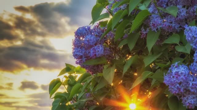 "Я слушаю, как поют за окошком птицы".. Стих, "Дышу тишиной..", Шинкарева Светлана