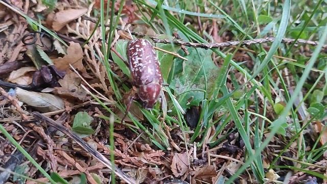 Хрущ мраморны́й на даче.