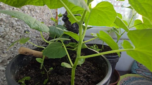 огурцы на балконе 17-06-2025