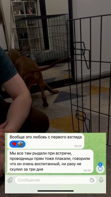 Питбуль | Стаффорд | Бультерьер Sale Pets Russia  Наша группа 💙 Щенки Американский Питбультерьер