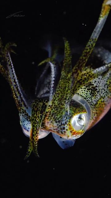 Sepioteuthis lessoniana 🦑