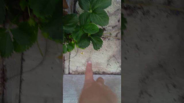 вот какая у меня дача