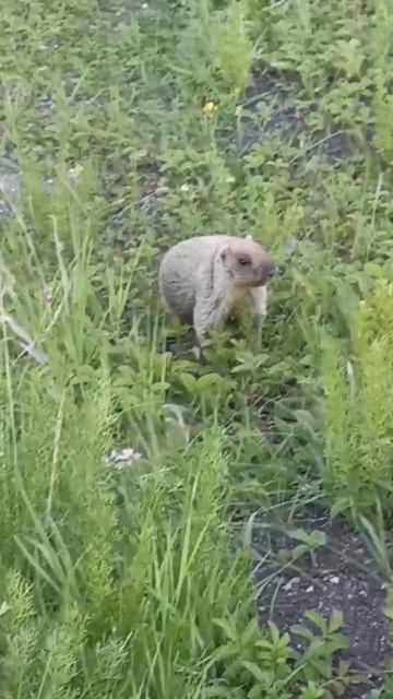 VID_20250617_122931_495.mp4