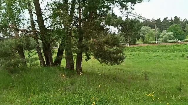 лес природа 🌳