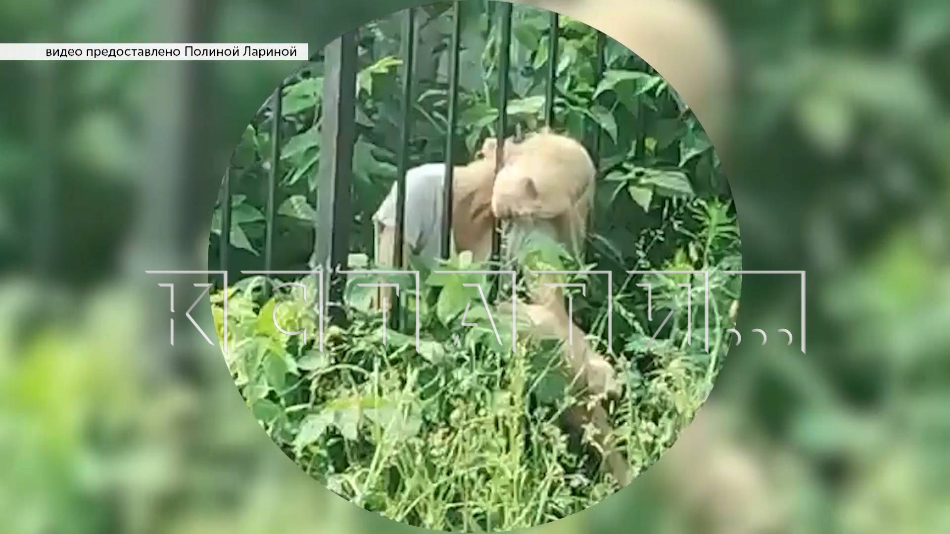 Девушка засунула голову в 15-сантиметровую щель между прутьями забора, не смогла выбраться и погибла