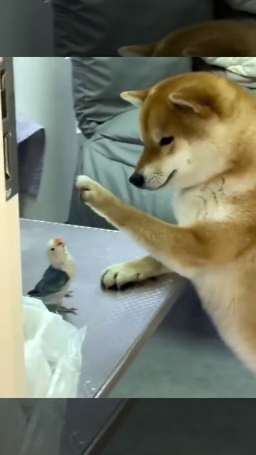 VID_20250617_202831_574.mp4