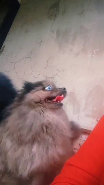 Луна и Барсик