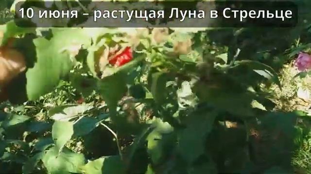 Лунный посевной календарь на июнь 2025