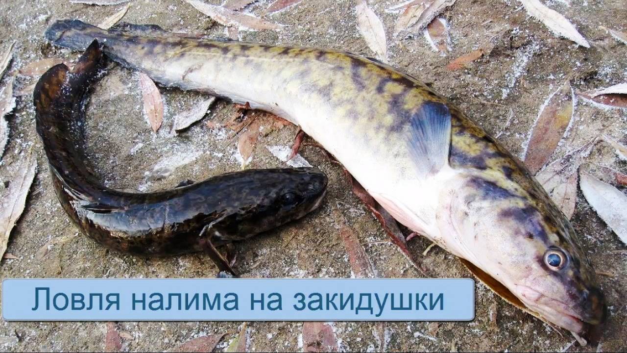 Ловля налима на закидушки