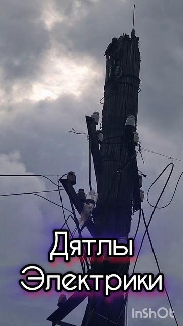 Дятлы электрики.