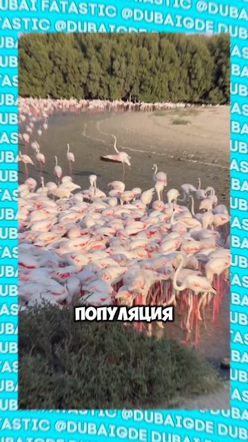 В Дубае есть фламинго? #shorts