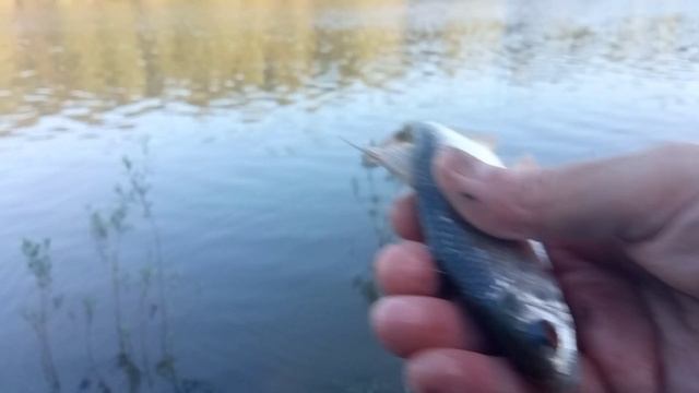 Река Обь, протока. Вода пошла на спад, рыба начала клевать.