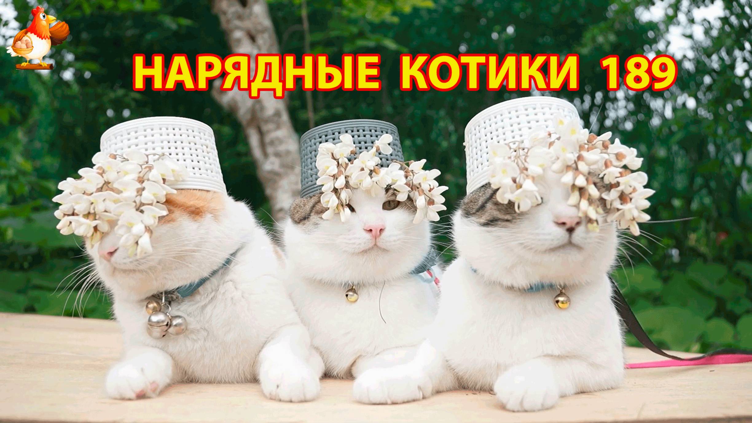 Нарядные Котики расслабляются на солнышке 🌞 🐈🐈🐈 (189)