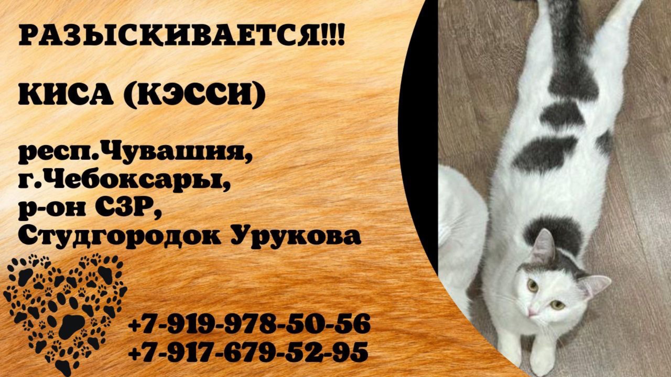 Пропала кошка! КИСА (КЭССИ). респ.Чувашия, г.Чебоксары.