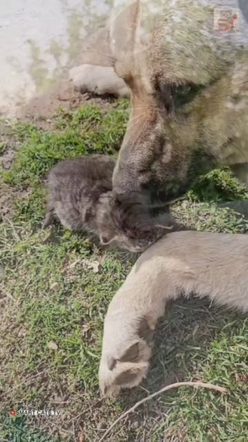Вербуся единственная кто так " владеет " Баксом 😻❤️🐶