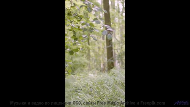 Поля и саунд пробуждают забытые мечты - Artists -- Lolique -- Unnamed album