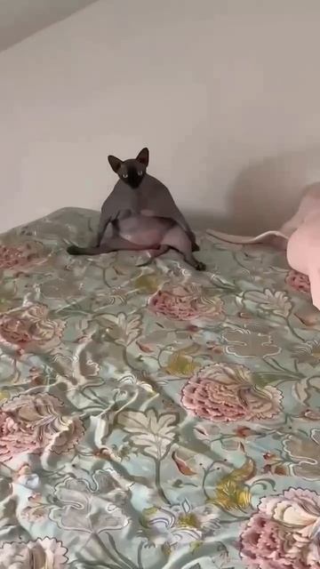 Наш TG https://t.me/liveofcats