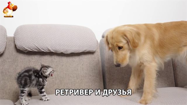 Золотистый ретривер и его друзья милые питомцы 🐕 выпуск (104)