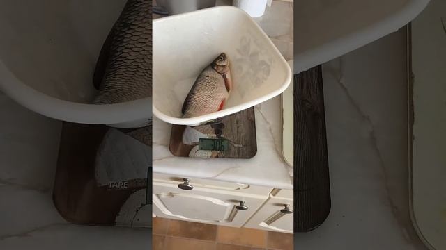 Отчёт по рыбалке. Даже поймал новый вид #fishing #рыбалка #мормышка