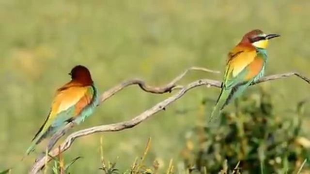Самые красивые животные на планете: обзор удивительных созданий ч.22