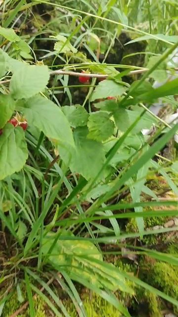 Собираем дикую малину...