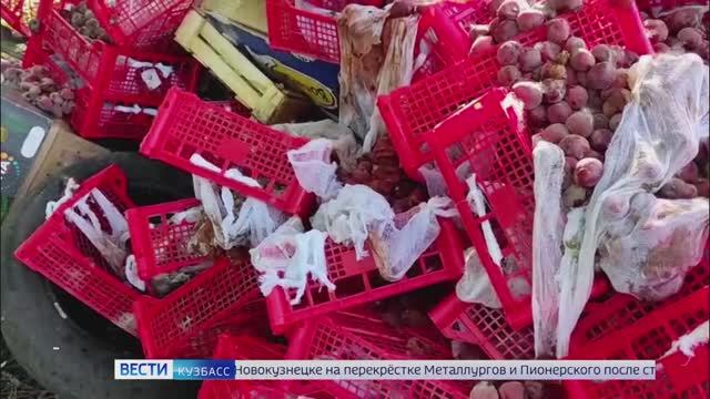 Сотни килограммов сливы гниют в Кемерове в лесу на Южном
