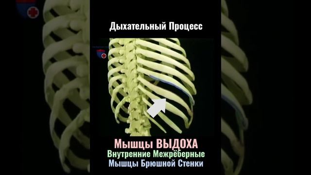 Процесс певческого дыхания.