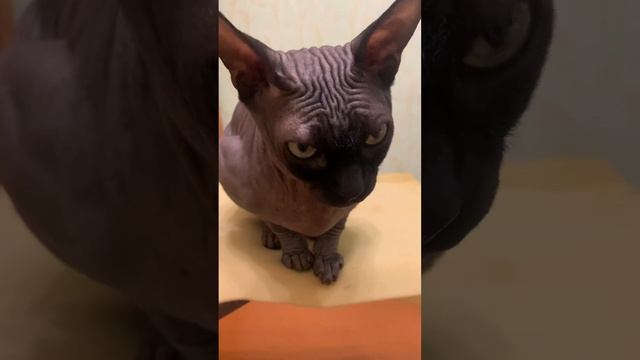 5 июня 2024 г.