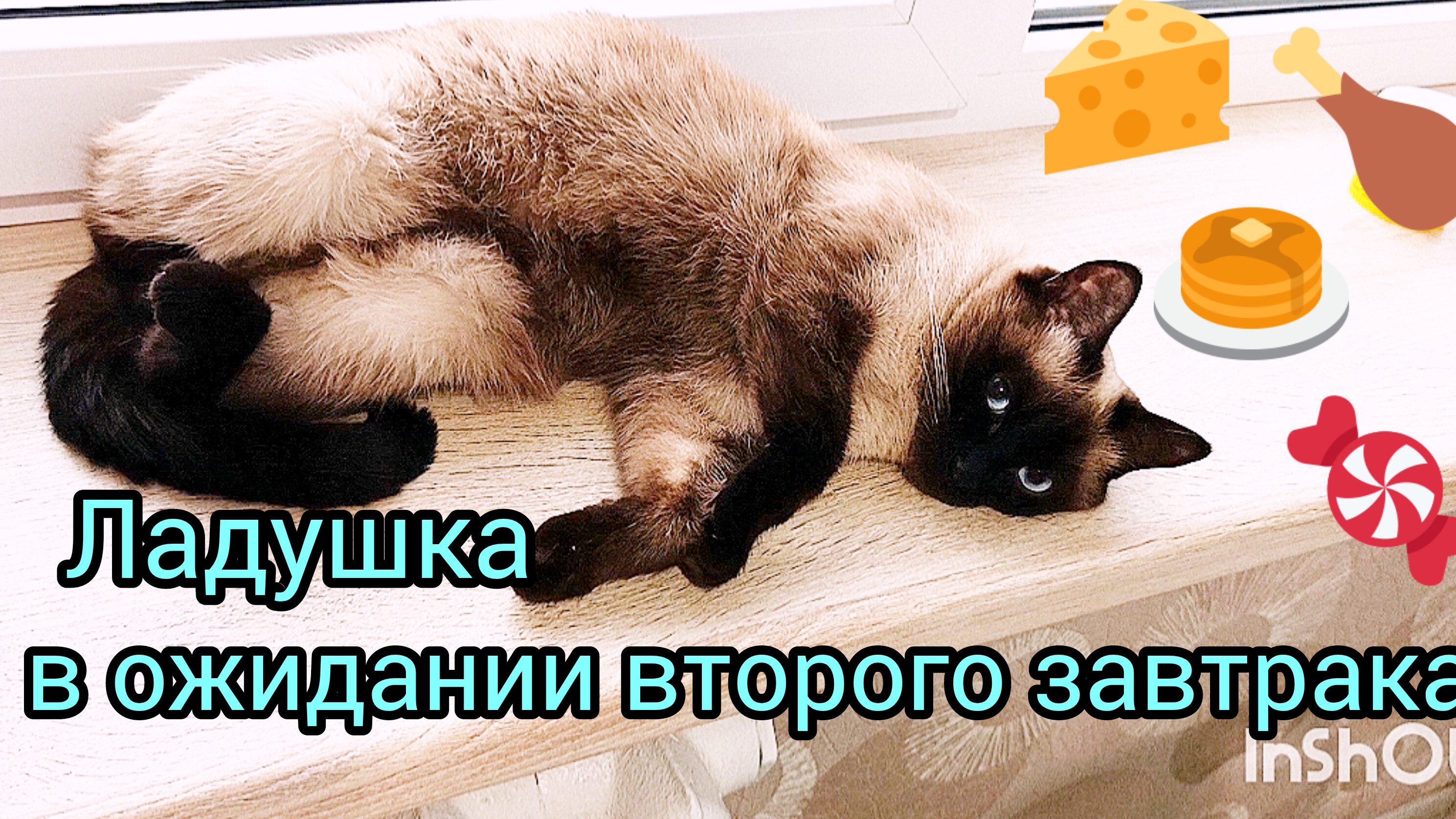 Кошка🐱Ладушка😂ждёт второй завтрак #смешныекоты #котики #прикольные котики #милые кошечки