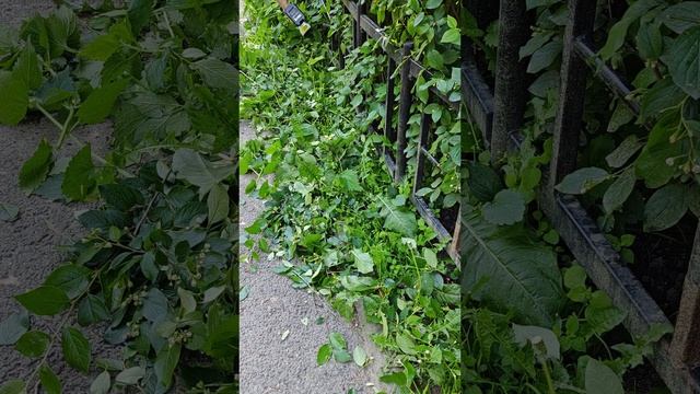 Садовые аккумуляторные ножницы MIHOTO Mhsa 1801 в работе!