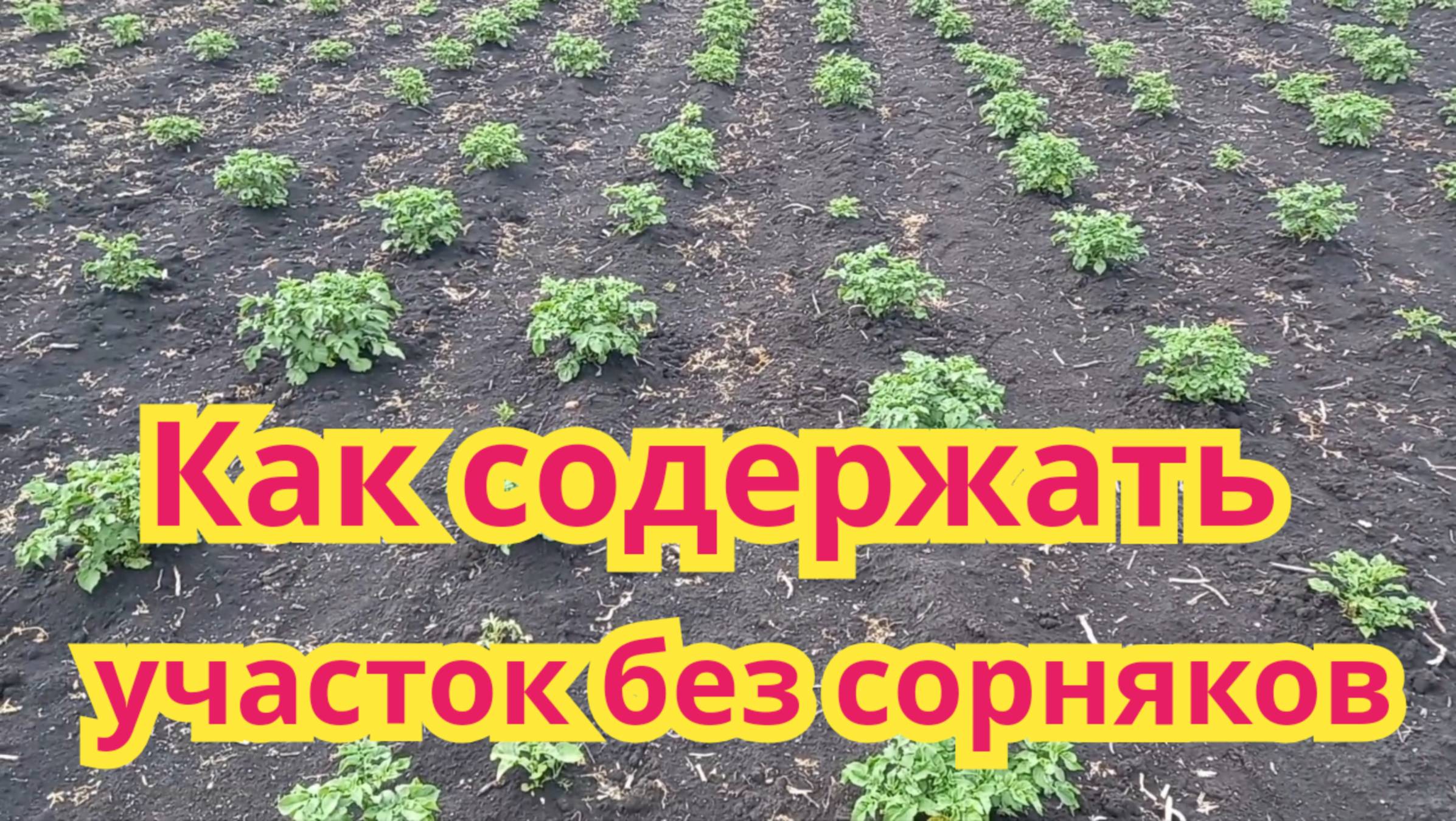 Как я,содержу свой участок без сорняков.