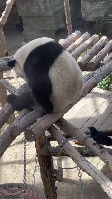 Панда и наглая ворона 🐦⬛❤️🐼❤️👍