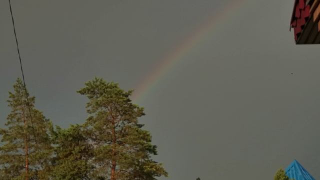 Радуга и сосна 🌈 🌲