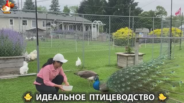 Идеальное птицеводство достойно восхищения 🐓🦆🦢🦚🦃🐔 эпизод (254)