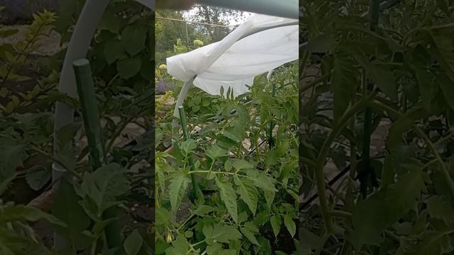Посадка томатных пасынков 🍅
