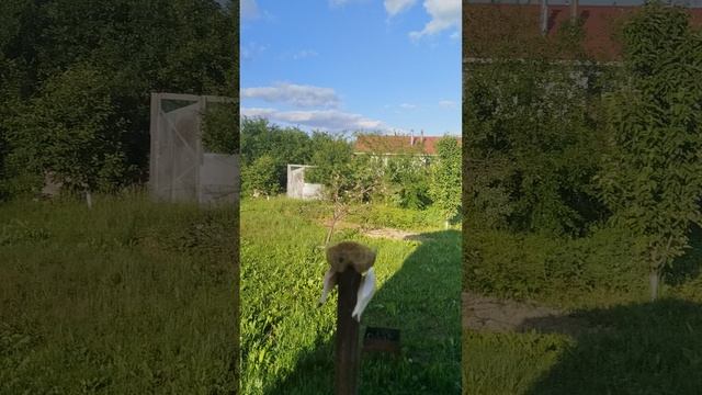 Воробьи на летней кормушке в огороде!