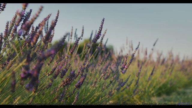Песня, которая звучит громче, когда вы теряетесь вместе - Dont (Please) Come Around Here -- Eyelids