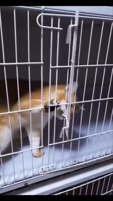Котик легко открыл дверцу 👍🐈🤩😻
