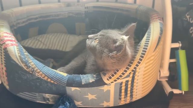 Раньше был бантик но я его порвал, ээх ну что я люблю бантики)